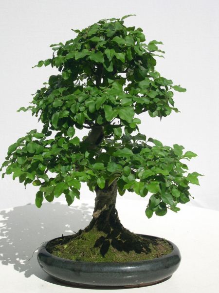 http://www.bonsaipflege.ch/images/bilder/Bonsai%20-%20Zimmer/A-D/Chin_Liguster_7102A.jpg
