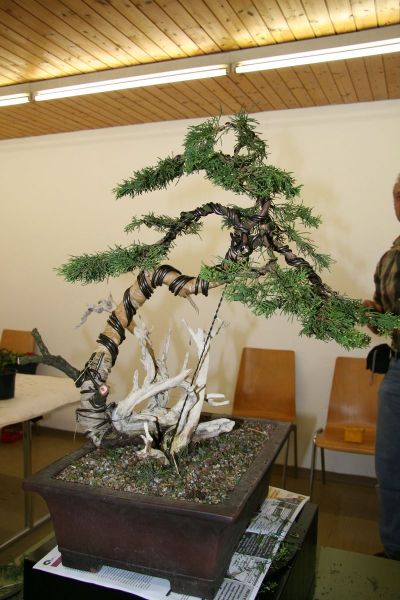 yamadori - bonsaipflege.ch