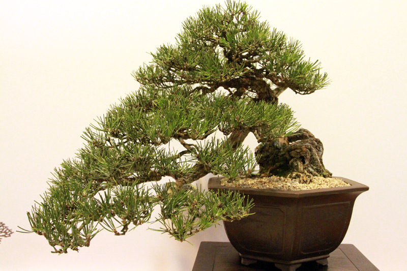 Zimmerpflanzen Strahlenschutz Bonsai Bonsai-Kiefer für Zuhause Topfpflanze TOMHY 50 Stück Mini Black Pine Bonsai 2