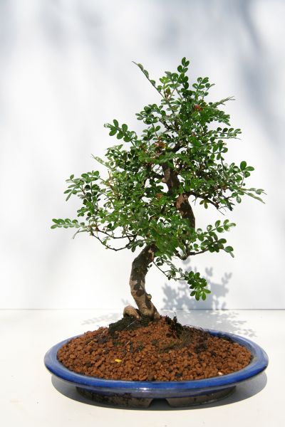 So niedlich kann der feurige Pfefferbaum als Bonsai aussehen. 